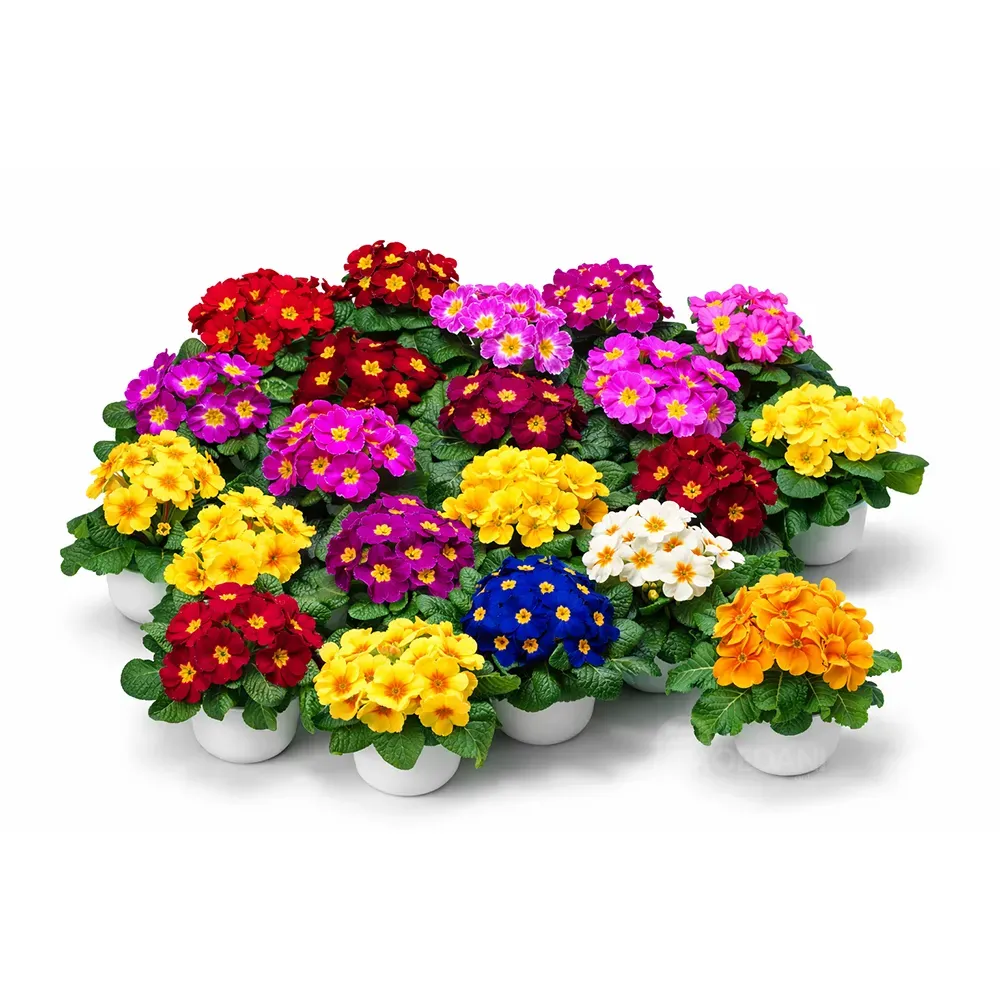 14 cm Tbilisi - photo 1