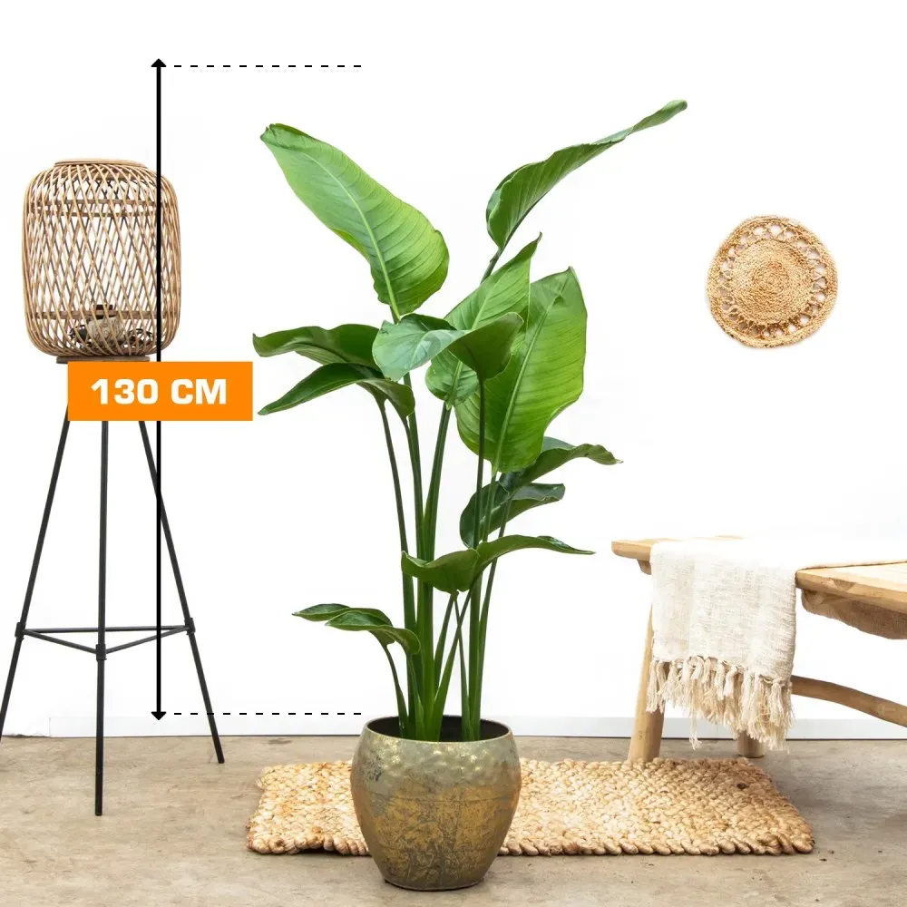 Strelitzia 130 cm Tbilisi - photo 1