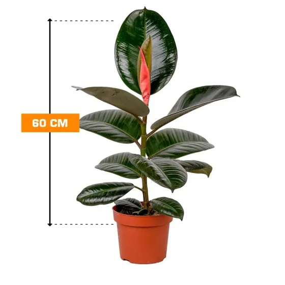 Ficus Elastica Robusta 60 cm Tbilisi