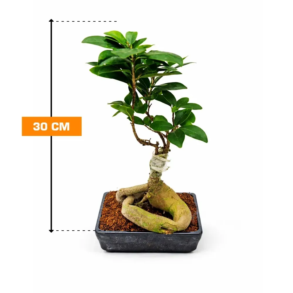 Ficus Microcarpa Gingseng 30 cm Tbilisi - photo 1