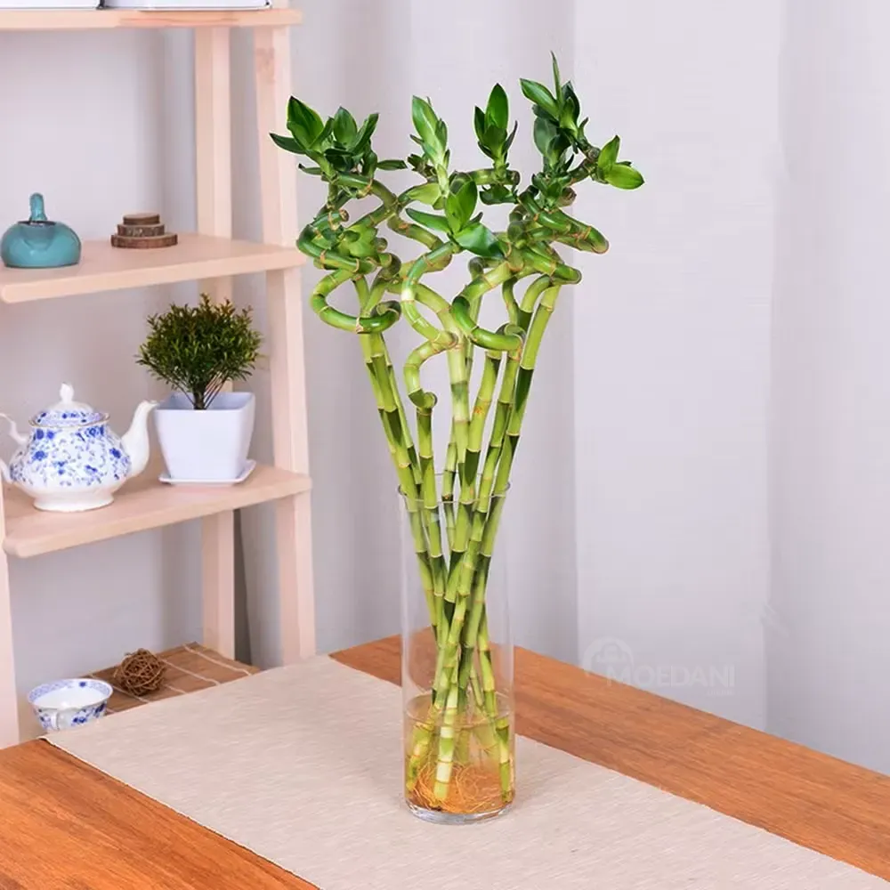 Დრაცენა Sanderiana Bamboo 80 სმ თბილისი - photo 1