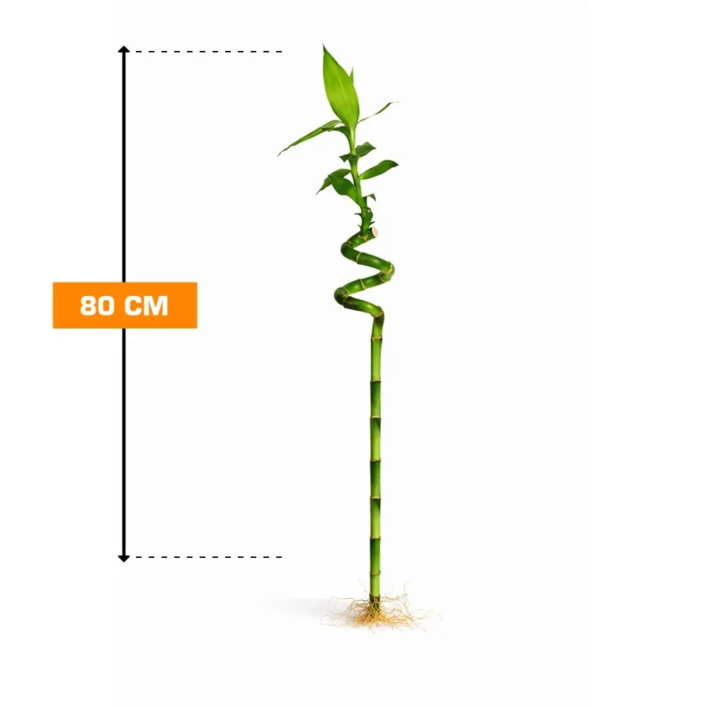 Დრაცენა Sanderiana Bamboo 80 სმ თბილისი - photo 2