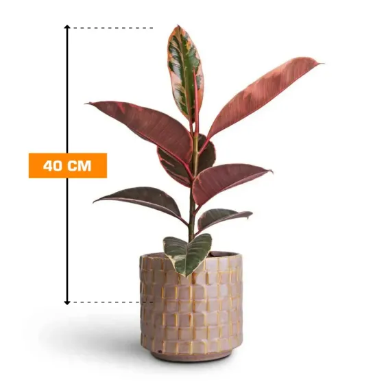 Ficus Elastica Belize 40 cm Tbilisi