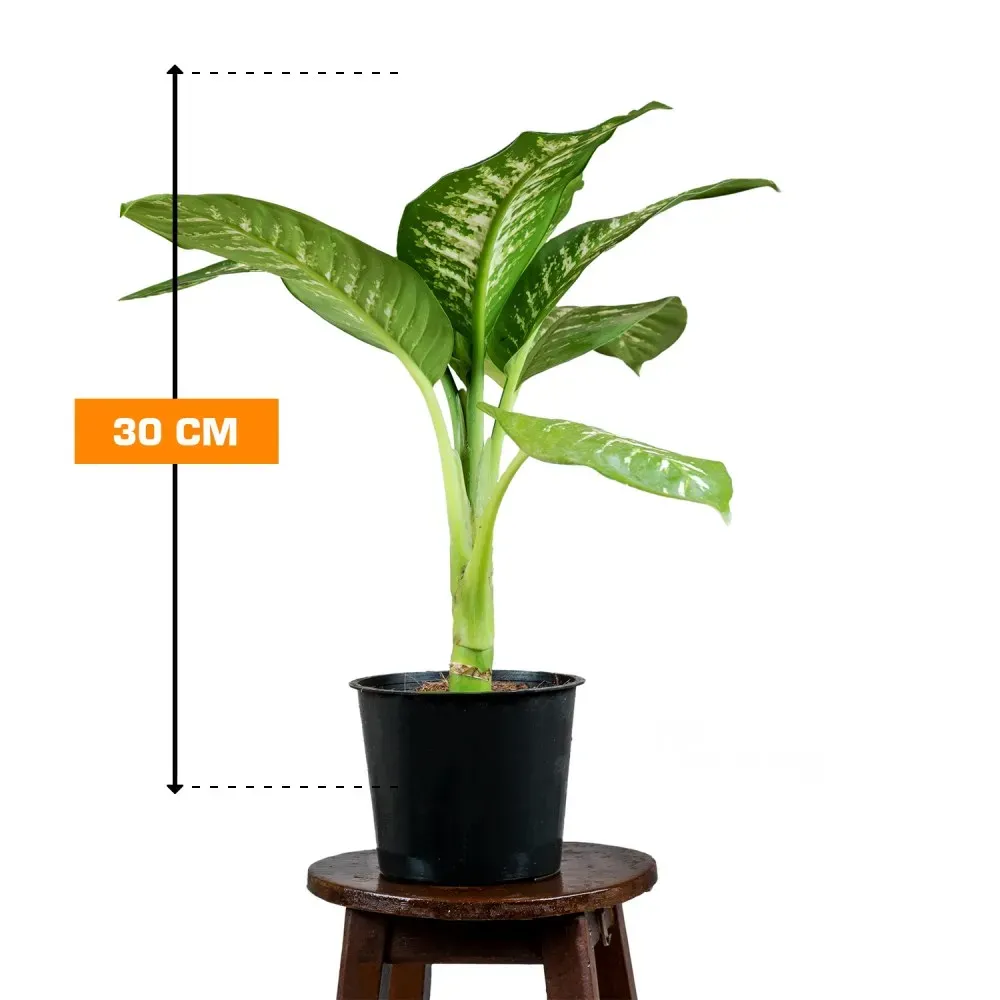 Dieffenbachia Tropic Snow 30 cm Tbilisi - photo 1