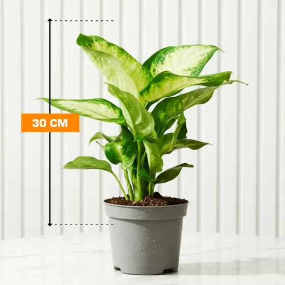 Dieffenbachia Camilla Compacta 30 cm Tbilisi