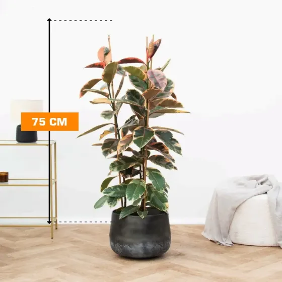 Ficus Elastica Belize 2pp 75 cm Tbilisi