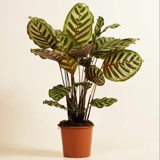 Height 60 cm Tbilisi