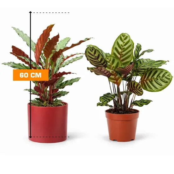 Height 60 cm Tbilisi