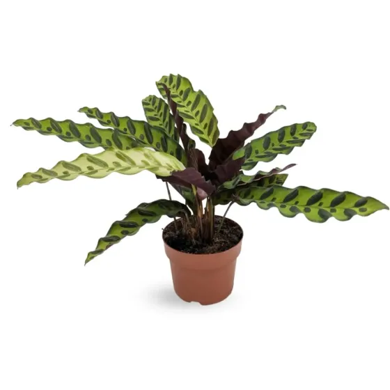 Calathea 30 cm Tbilisi
