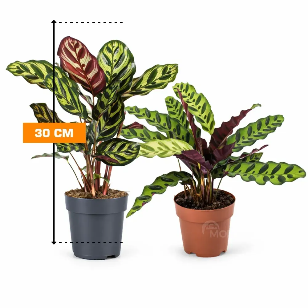 Calathea 30 cm Tbilisi - photo 2