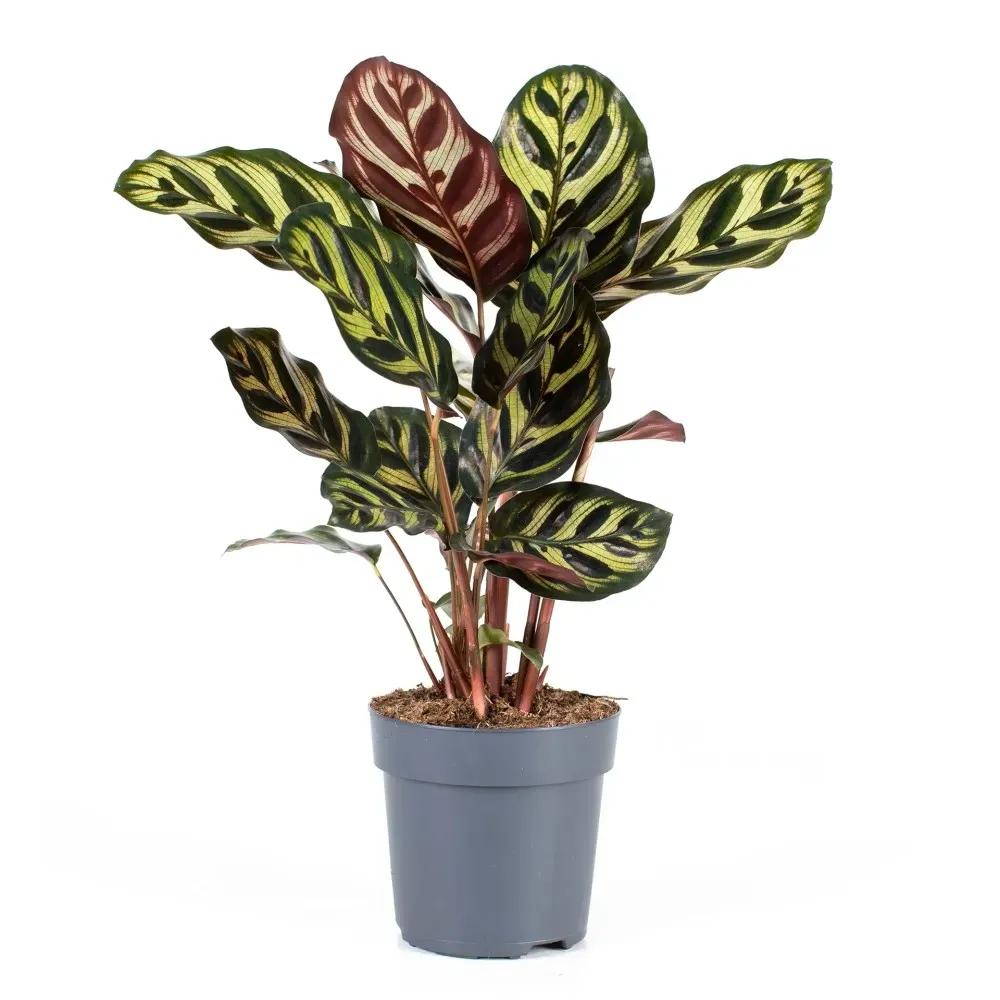 Calathea 30 cm Tbilisi - photo 1