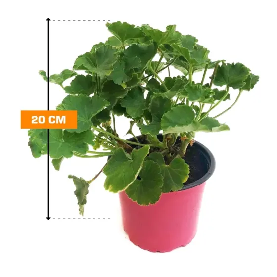 Pelargonium Pelargonium 20 cm Tbilisi