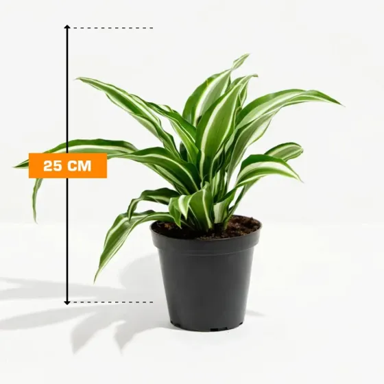 Dracaena Dracaena fragrans 25 cm Tbilisi