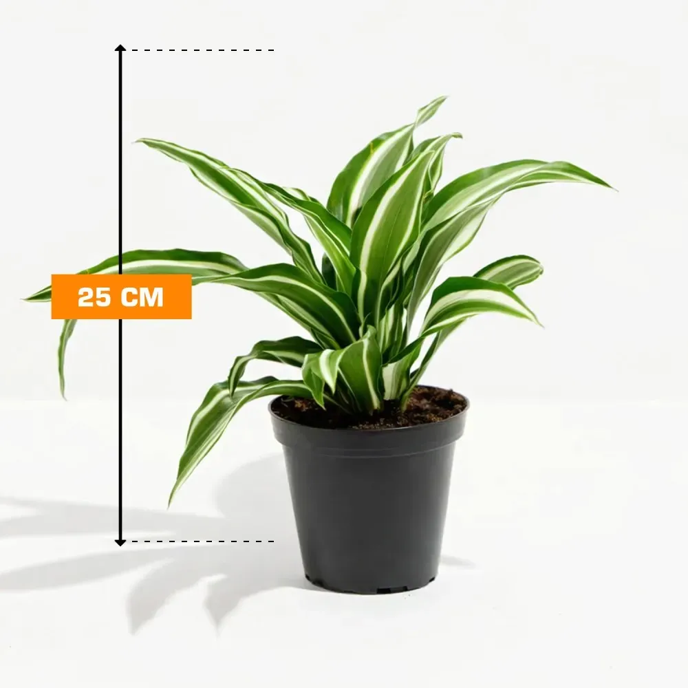 Დრაცენა Dracaena fragrans 25 სმ თბილისი - photo 1