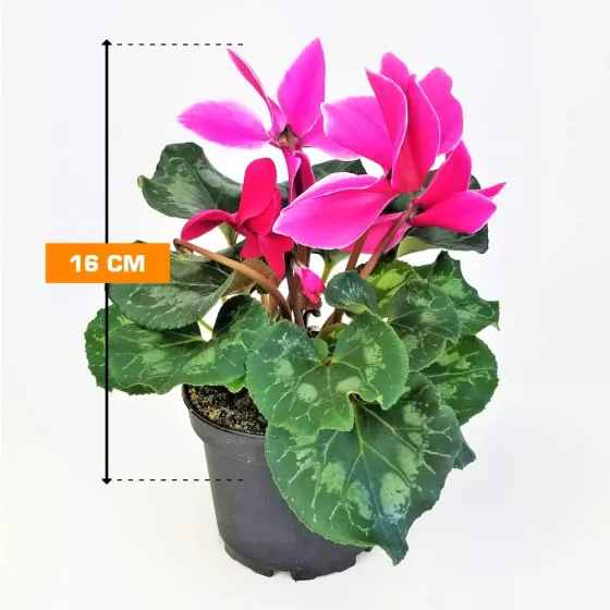 Cyclamen 16 cm Tbilisi