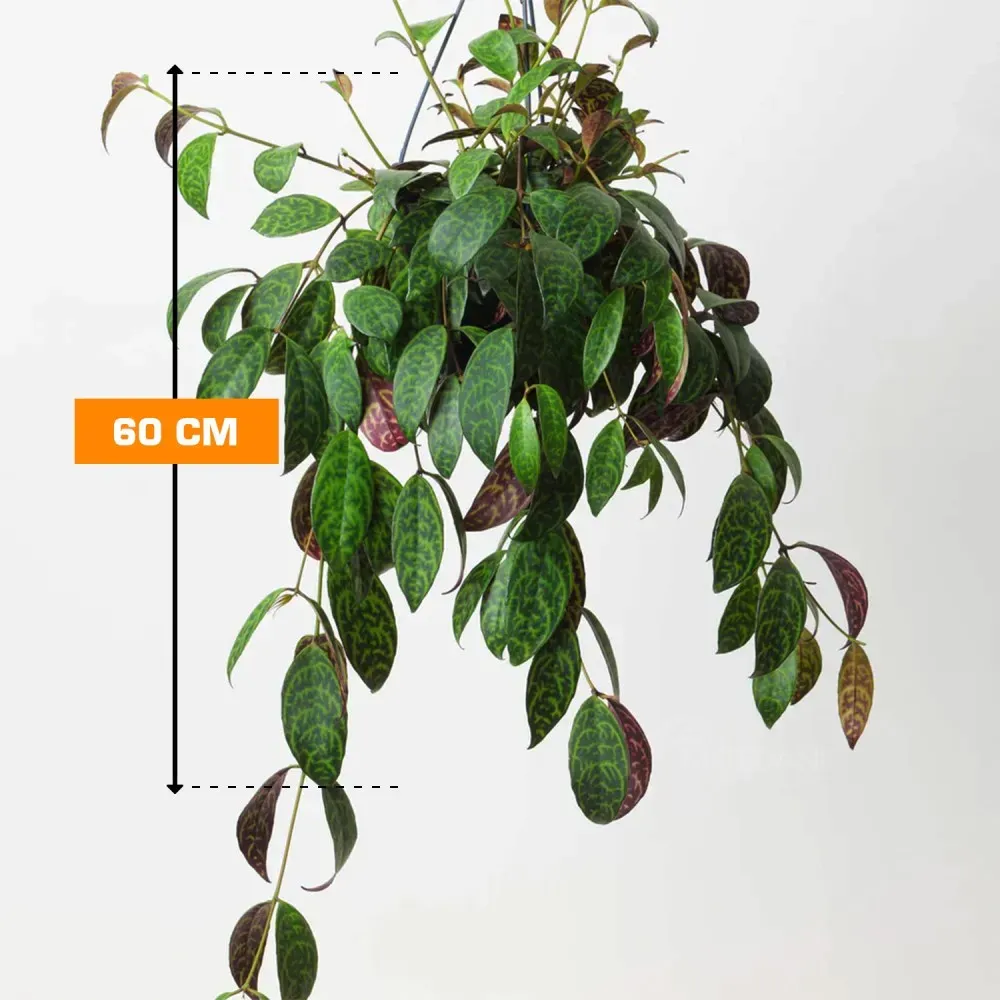 Aeschynanthus marmoratus 60 cm Tbilisi - photo 1