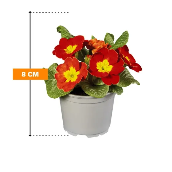 Primula 8 cm Tbilisi