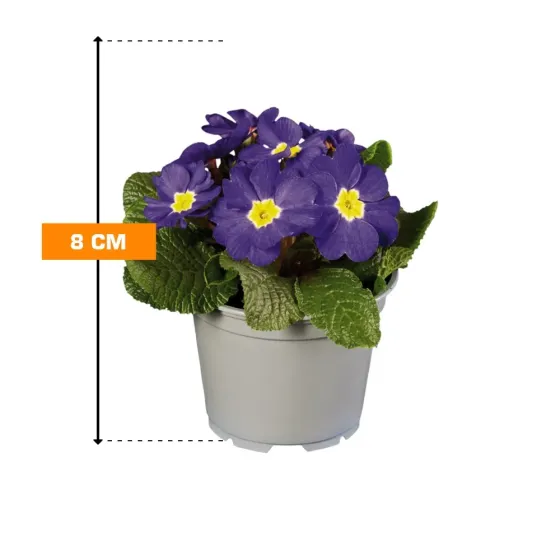 Primula 8 cm Tbilisi