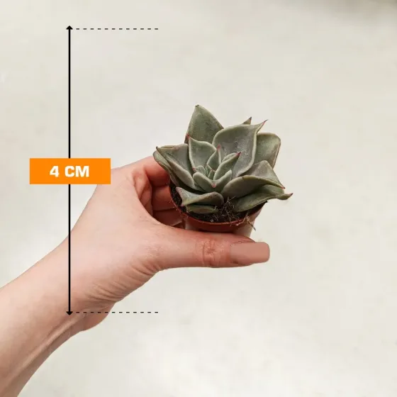 Смесь суккулентов Echeveria Succulenten, 4 см Тбилиси