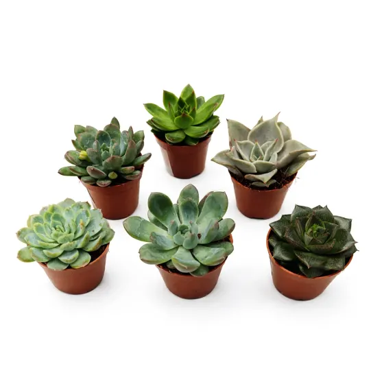 Смесь суккулентов Echeveria Succulenten, 4 см Тбилиси