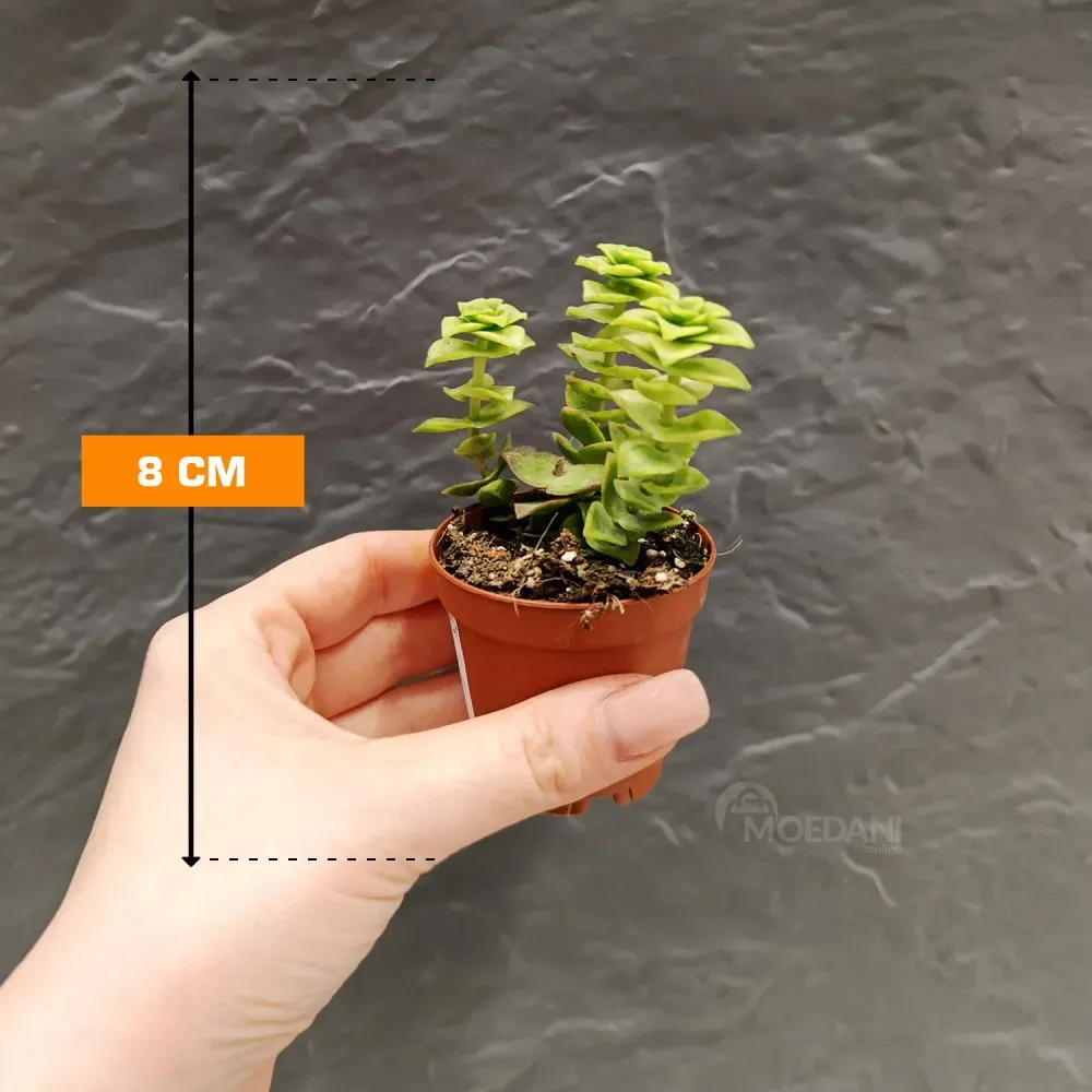 Крассула, денежное дерево, смесь нескольких суккулентов, 8 см. Тбилиси - изображение 1