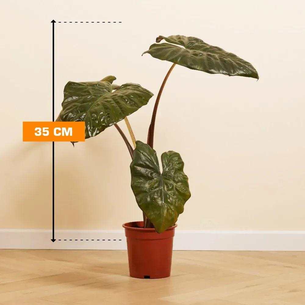 Алоказия Alocasia sarawakensis Yucatan Princ 35 см Тбилиси - изображение 1