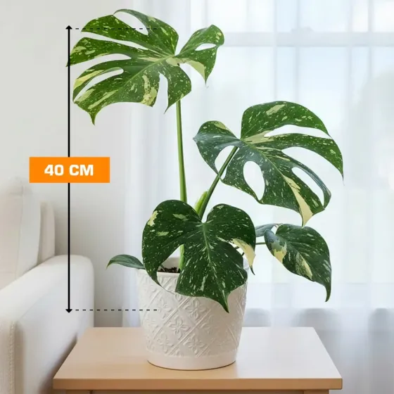 Монстера деликатесная Thai Constellation 40 см Тбилиси