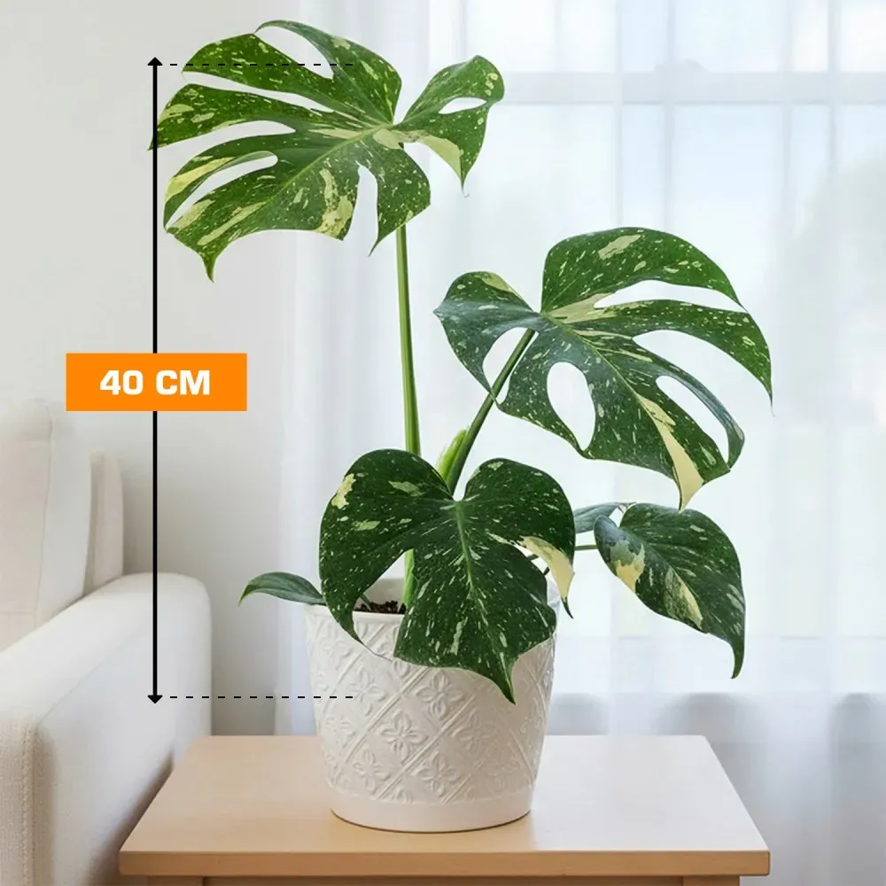 Მონსტერა Monstera deliciosa Thai Constellation 40 სმ თბილისი - photo 1
