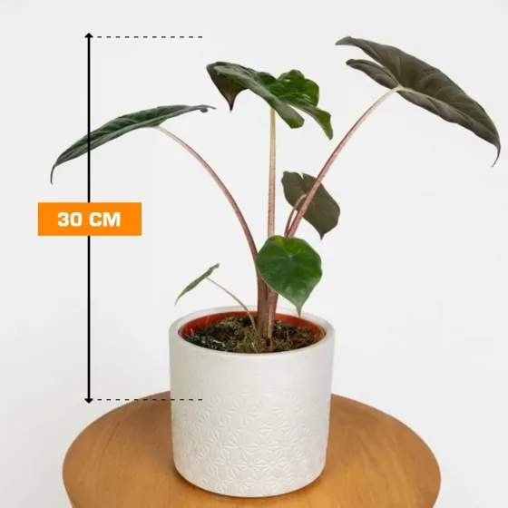 Алоказия Alocasia sarawakensis Yucatan Princ 30 см Тбилиси