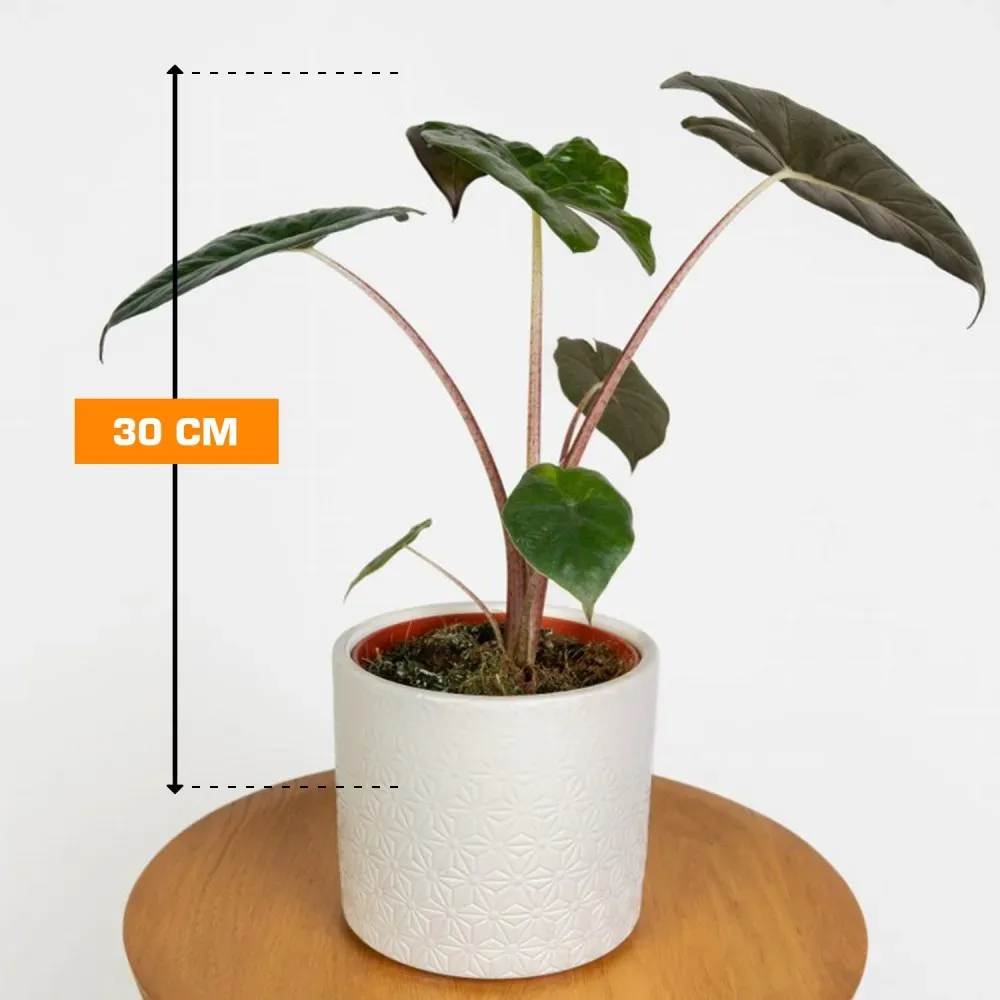 Алоказия Alocasia sarawakensis Yucatan Princ 30 см Тбилиси - изображение 1