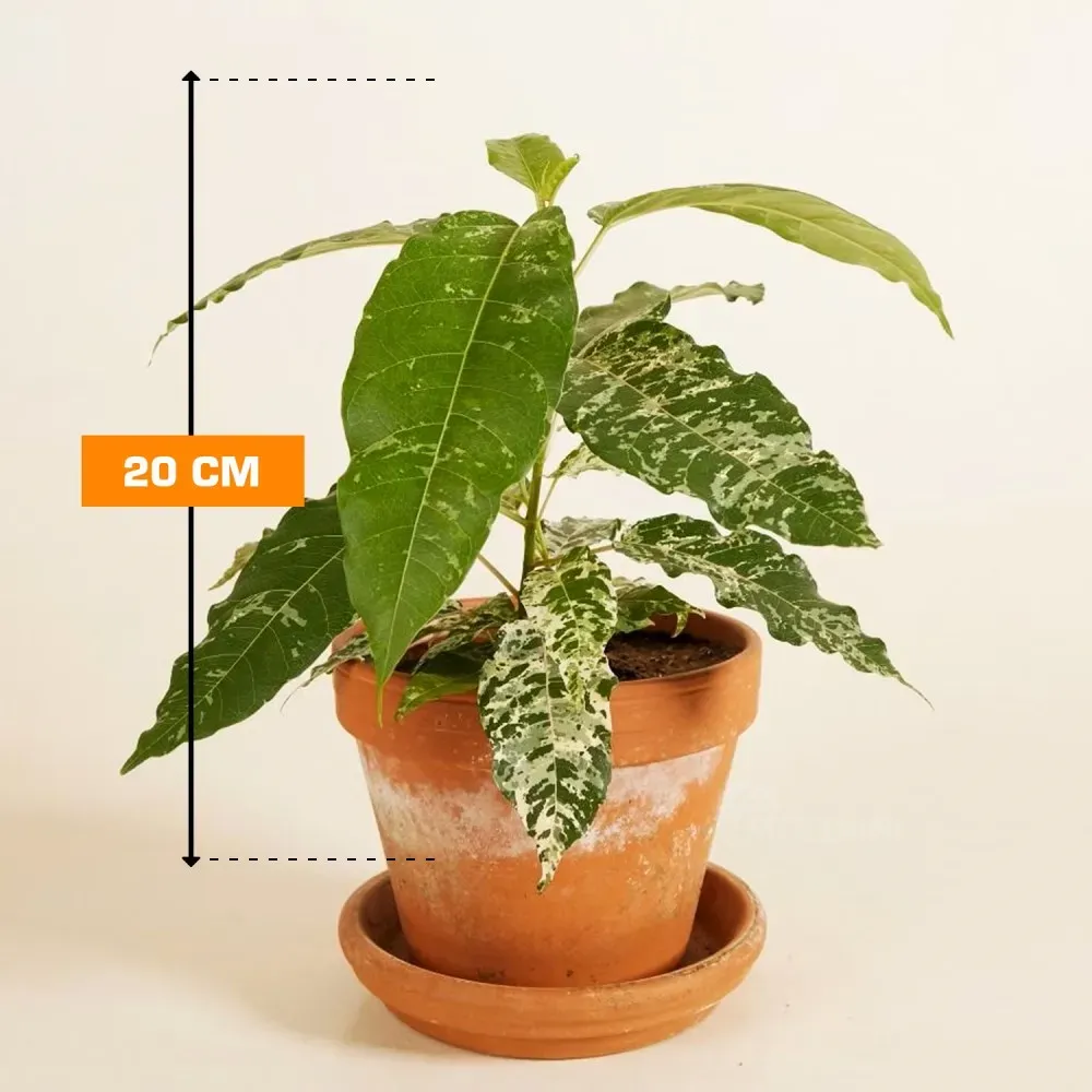 Снежная буря у фикусов 20 см Тбилиси - изображение 1