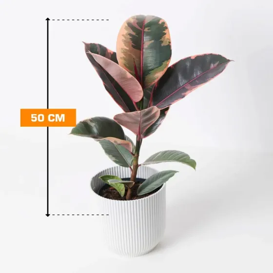 Фикус Эль Белиз 50 см Тбилиси