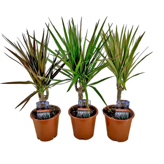 Драцена смешанная, 3 вида, 28 см Тбилиси