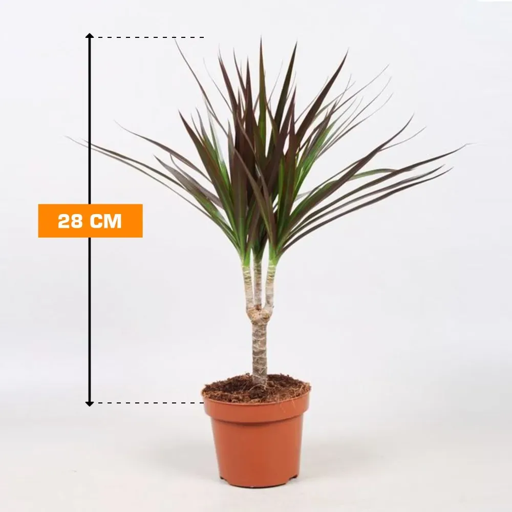 Драцена смешанная, 3 вида, 28 см Тбилиси - изображение 2