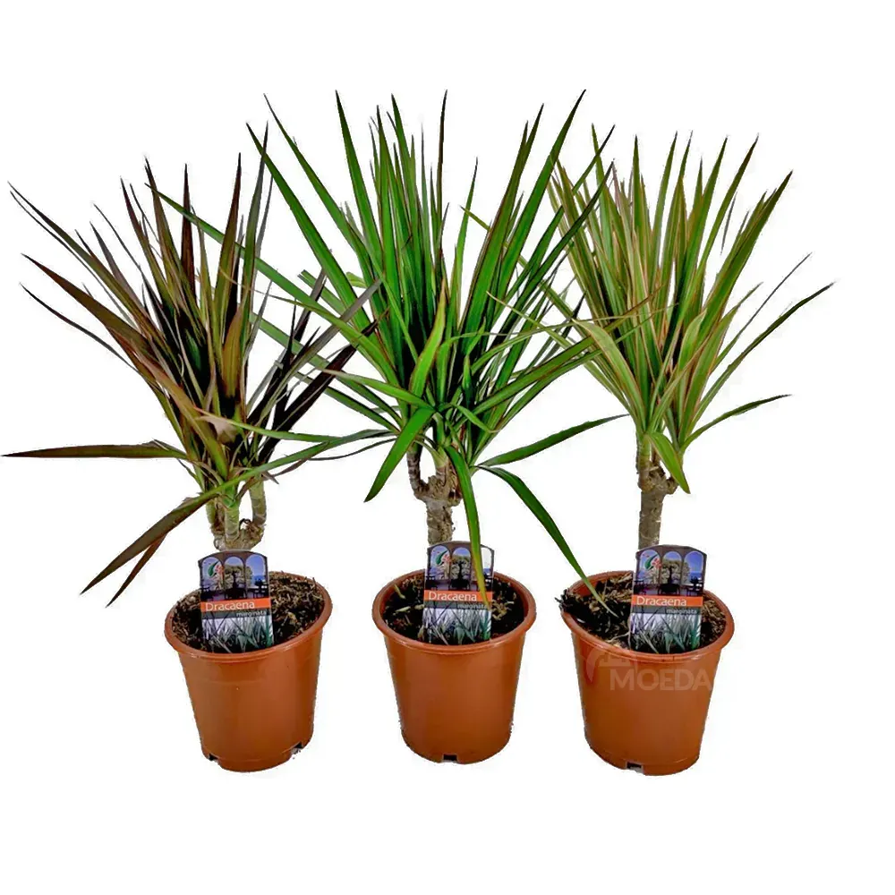 Драцена смешанная, 3 вида, 28 см Тбилиси - изображение 1