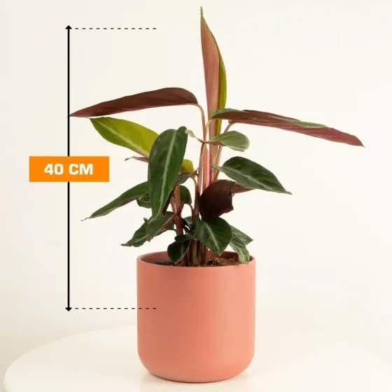 Stromanthe sanguinea Stripestar 40 cm Тбилиси