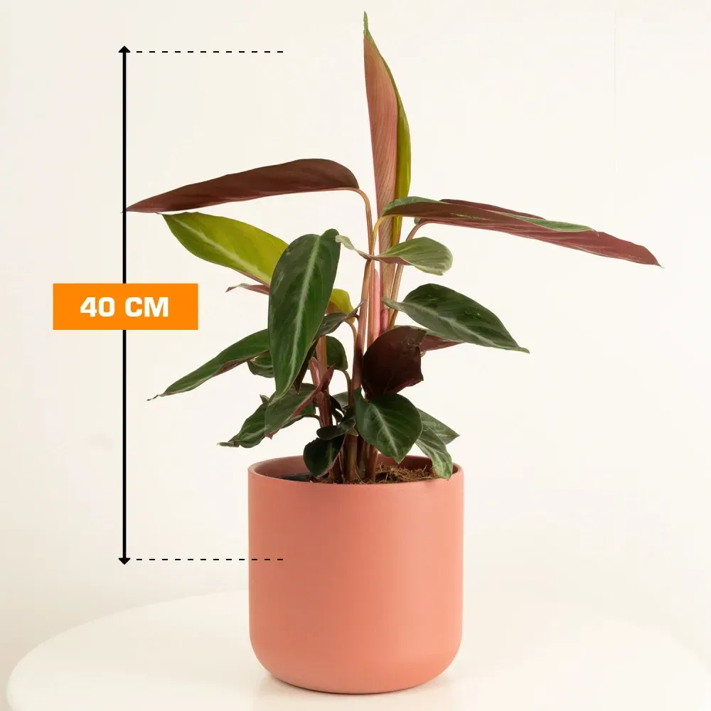 Სტრომანტე Stromanthe sanguinea Stripestar 40 სმ თბილისი - photo 1