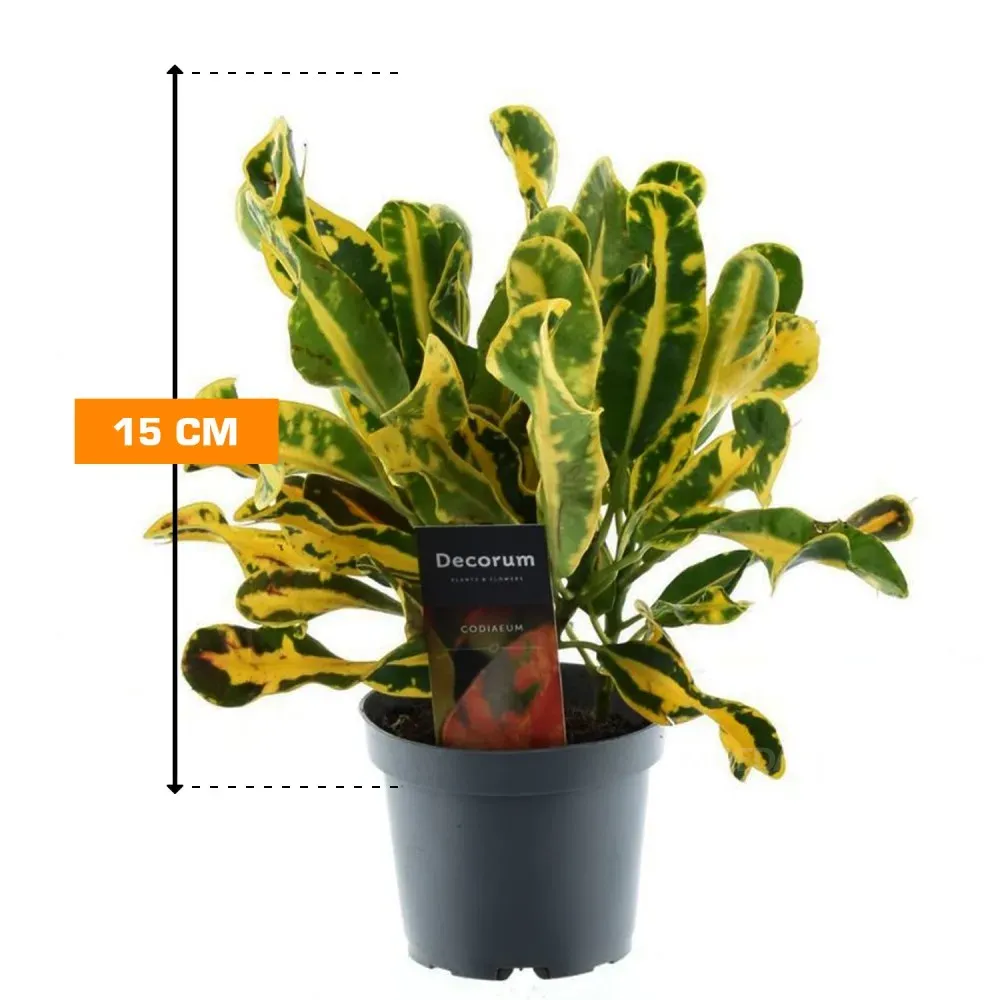 Კოდიუმი Codiaeum Mammi 15 სმ თბილისი - photo 1