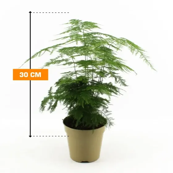 Смесь спаржи 30 см Тбилиси