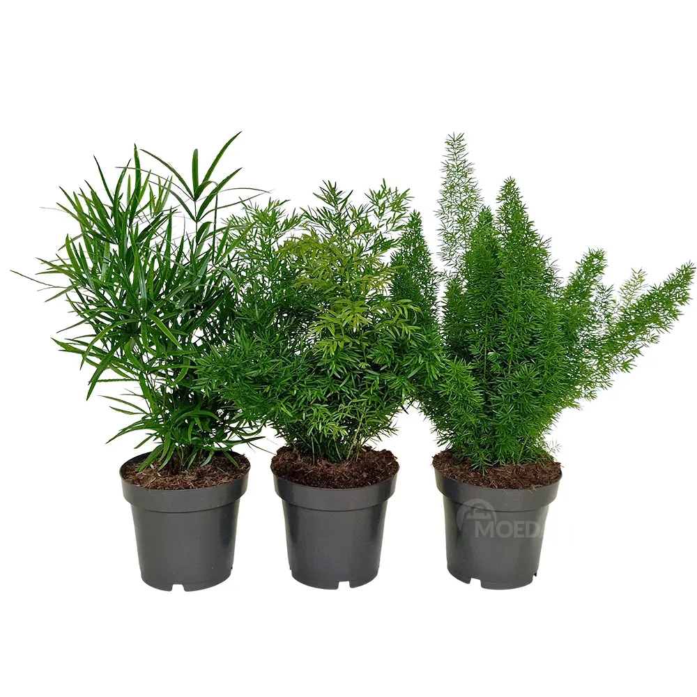 Ასპარაგუსი mix 30 სმ თბილისი - photo 1