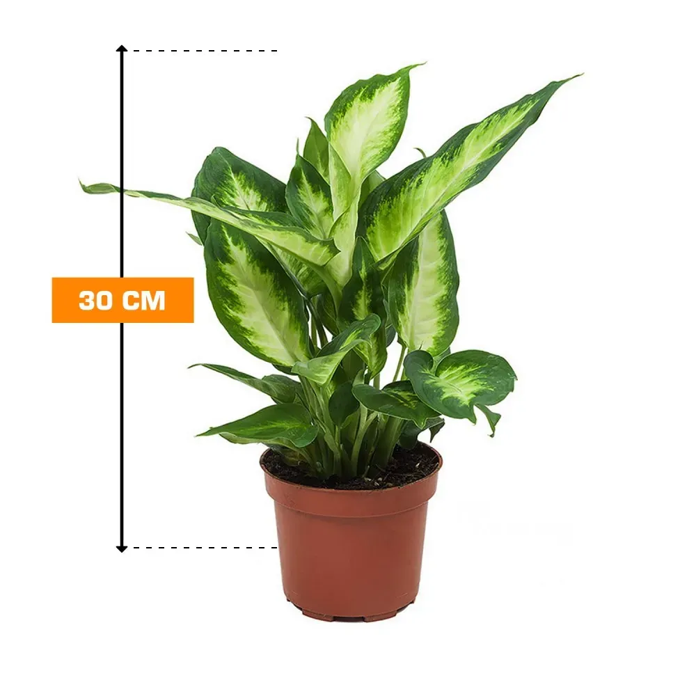 Диффенбахия Камилла 30 см Тбилиси - изображение 1