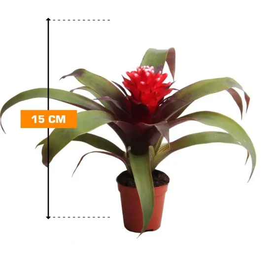 Гузмания смешанная 15 см Тбилиси