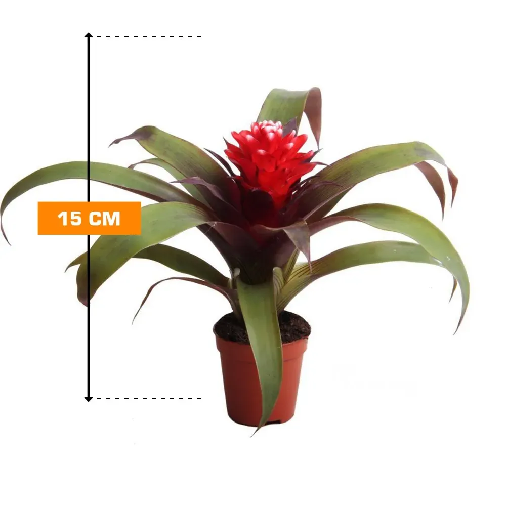 Гузмания смешанная 15 см Тбилиси - изображение 1