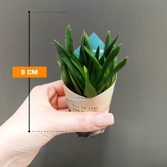 Смесь алоэ вера и алоэ вера, 8 см. Тбилиси