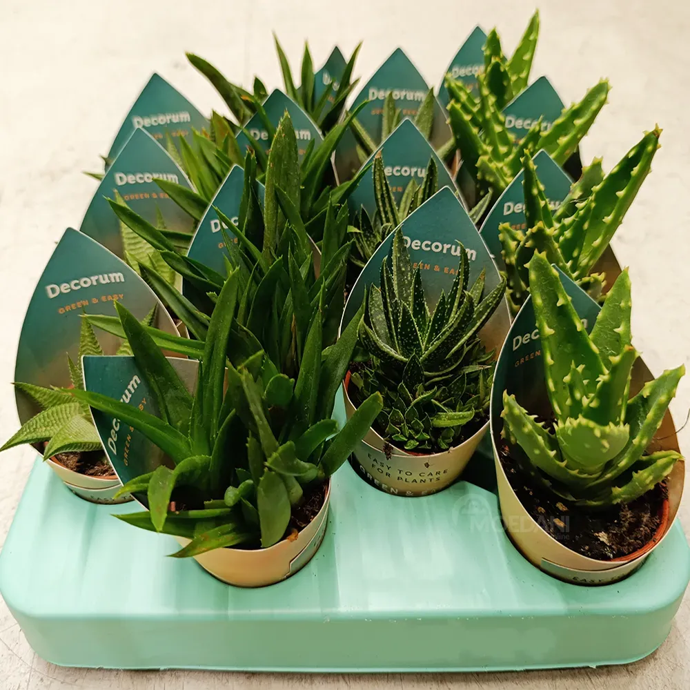 Смесь алоэ вера и алоэ вера, 8 см. Тбилиси - изображение 1