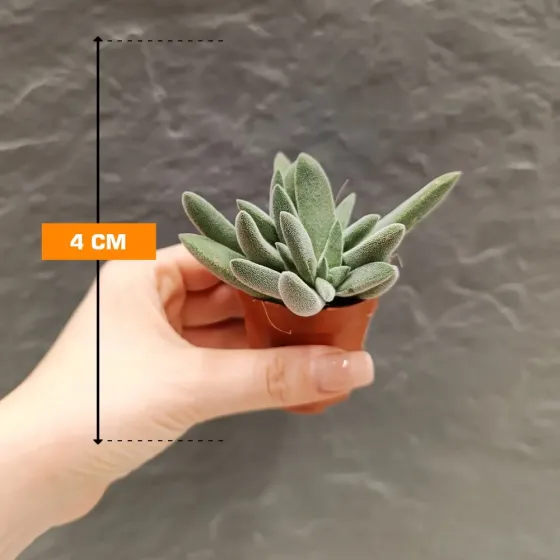 Крассула, денежное дерево, несколько крассул, 4 см Тбилиси