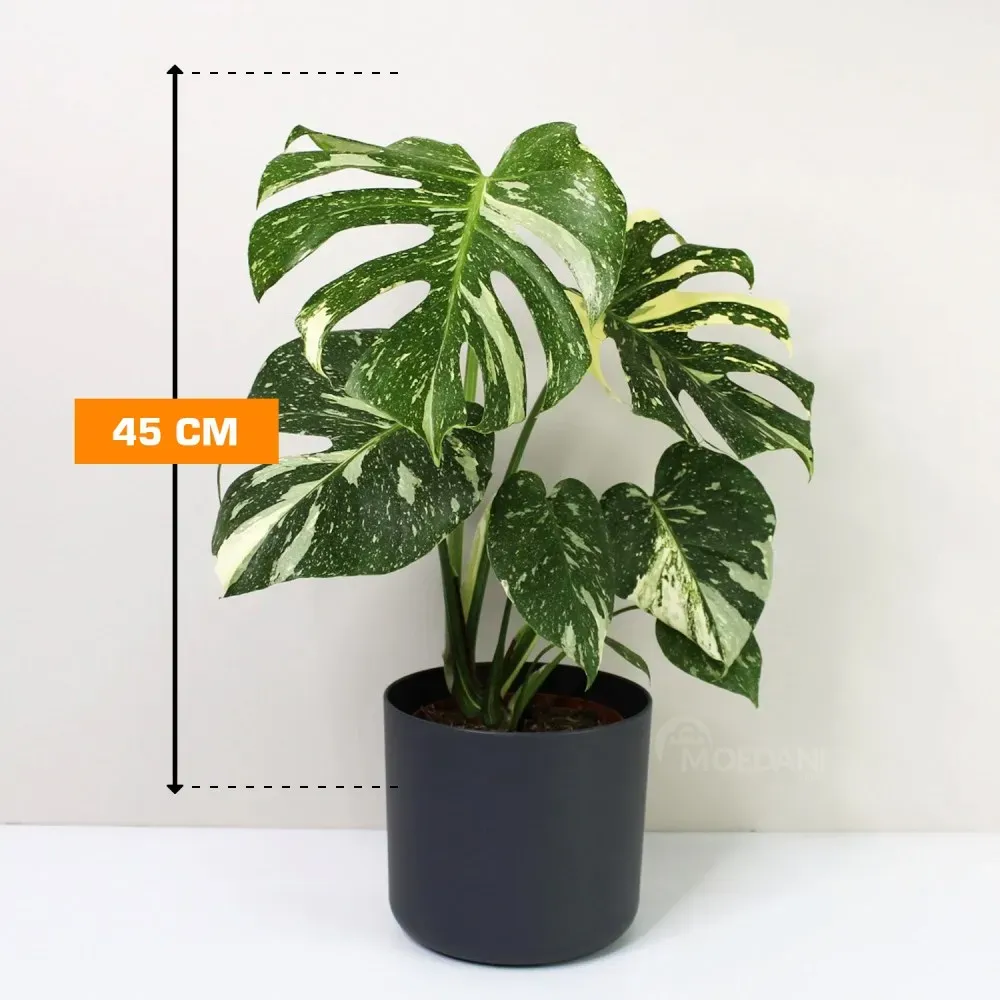 Монстера деликатесная Thai Constellation 45 см Тбилиси - изображение 1