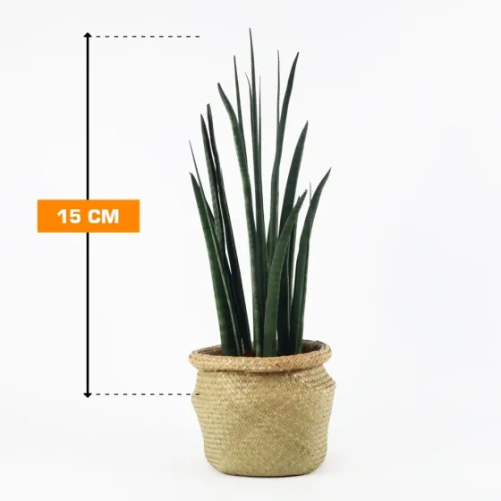 Сансевиерия бакулярная 15 см Тбилиси