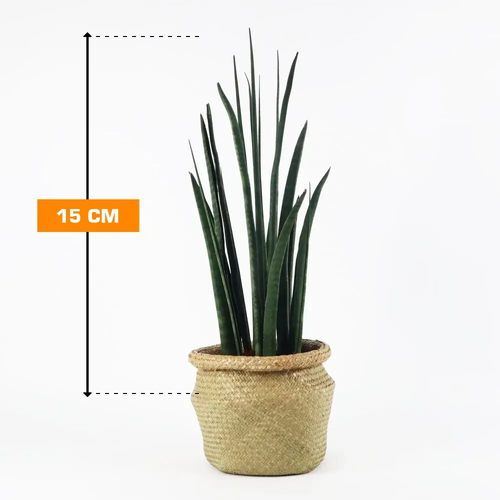 Сансевиерия бакулярная 15 см Тбилиси - изображение 1