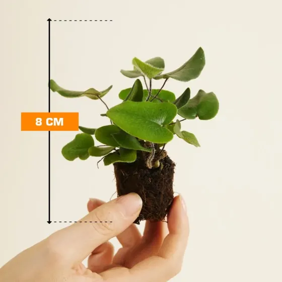 Hemionitis arifolia 8 cm Тбилиси